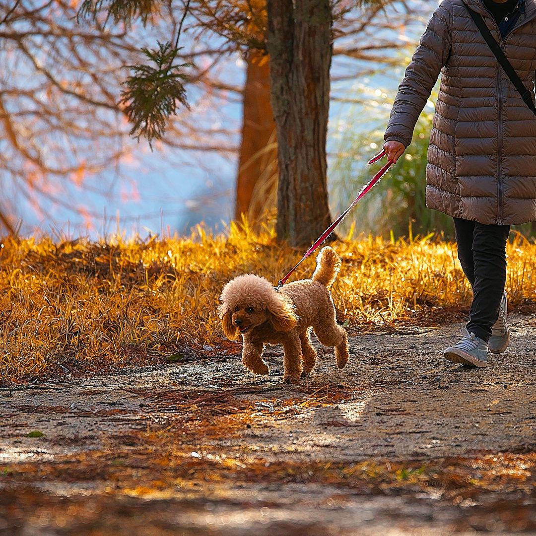 Dog Walking