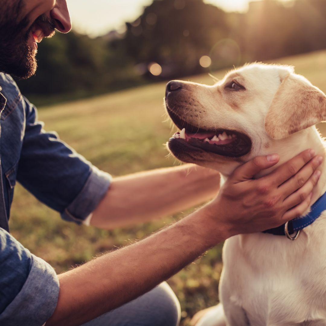 In-Home Pet Care