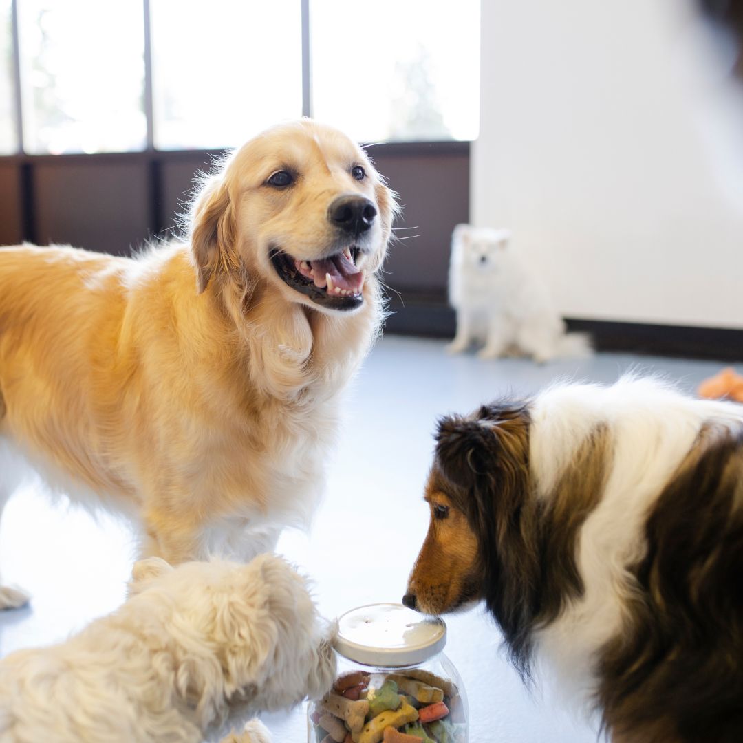 Drop-In Visits